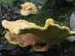 Sárga gévagomba (Laetiporus sulphureus), Budai-hegység